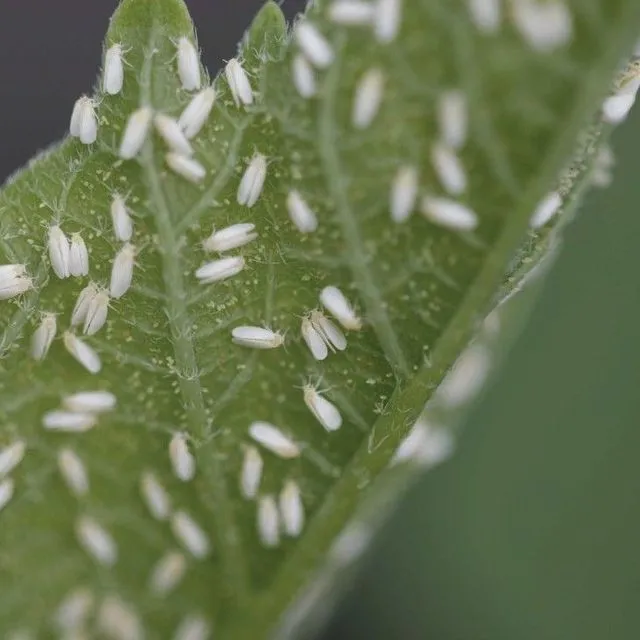 thumbnail for publication: Whitefly (Bemisia tabaci) Management Program for Ornamental Plants